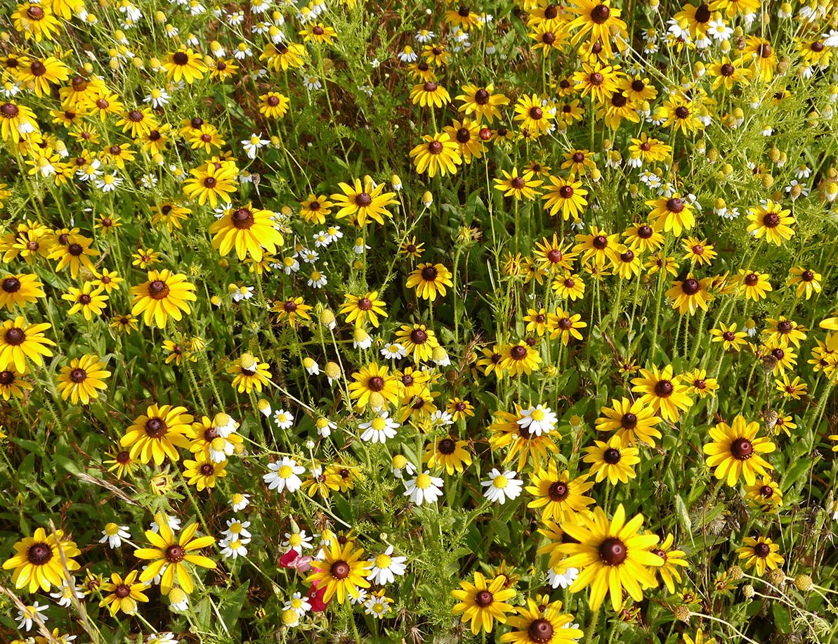 A field of wildflowers featuring a dense arrangement of yellow daisies with dark centers and small white flowers, surrounded by green foliage.