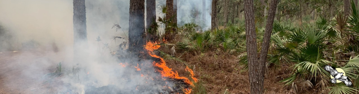 A forest area with smoke billowing around tall trees and flames consuming dry grass at the base of the trees.