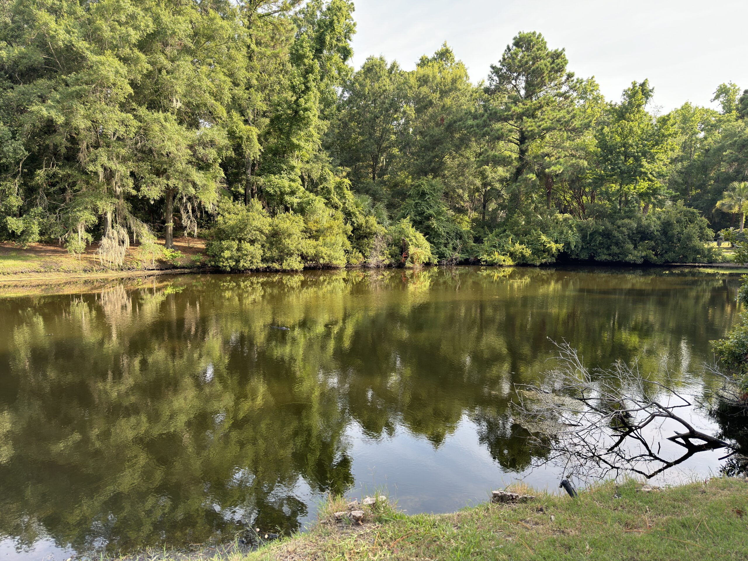 A serene pond bordered by lush trees and greenery, reflecting the trees on the water's surface. The scene is calm, with a small branch protruding from the water's edge.