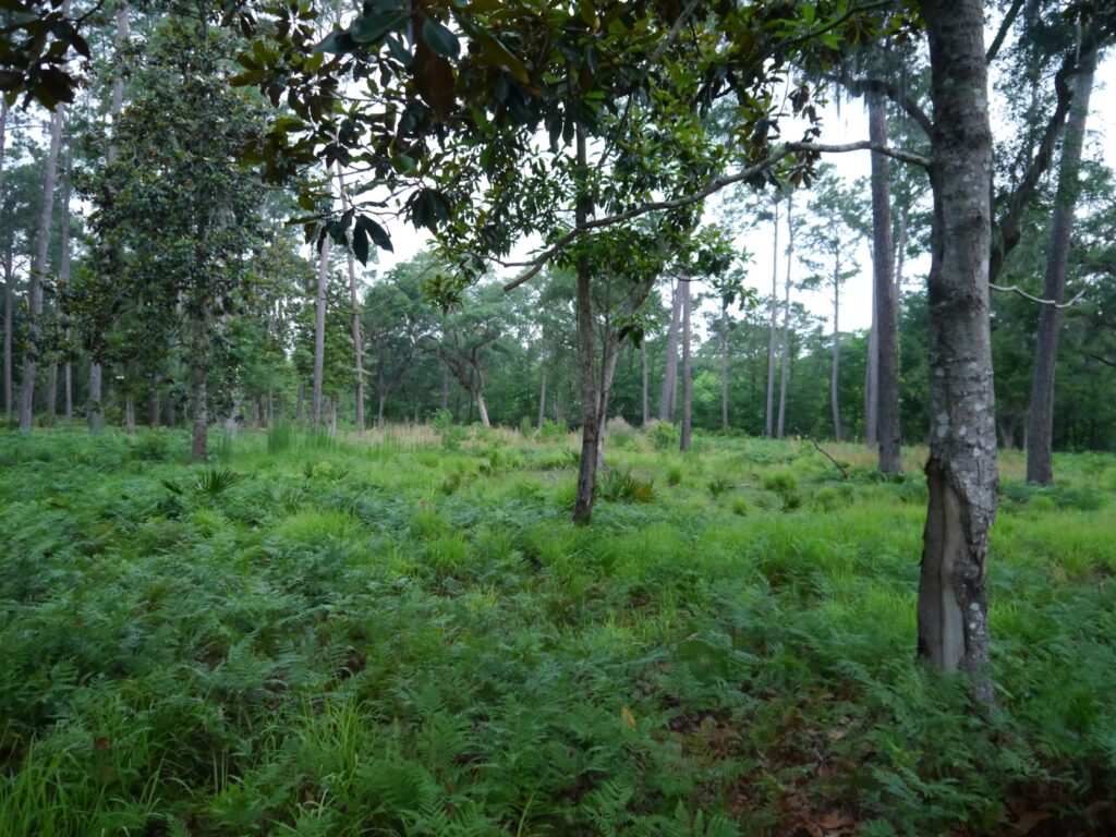A dense forest scene featuring tall trees with sparse foliage, surrounded by lush green ferns and grasses. The environment appears tranquil and natural, with dappled sunlight filtering through the tree branches.