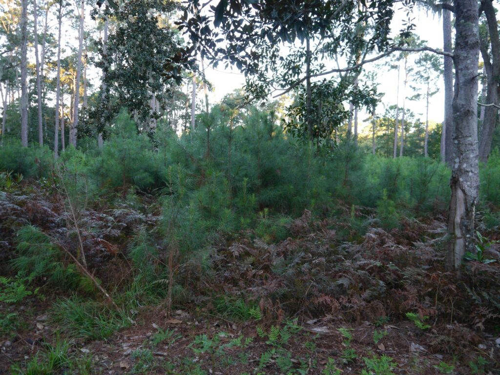 A dense forest scene featuring young pine trees and underbrush. Sunlight filters through the trees, casting a natural light on the greenery. Ferns and various plants are visible in the foreground, creating a rich texture in the landscape.