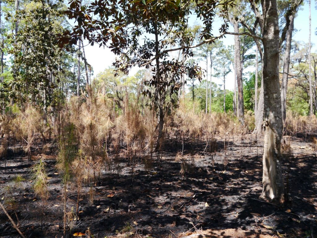 A forest area showing signs of a recent fire. The ground is covered in blackened debris, with charred tree trunks and the remains of burnt vegetation. Surrounding trees are still standing, with green foliage visible in the background.