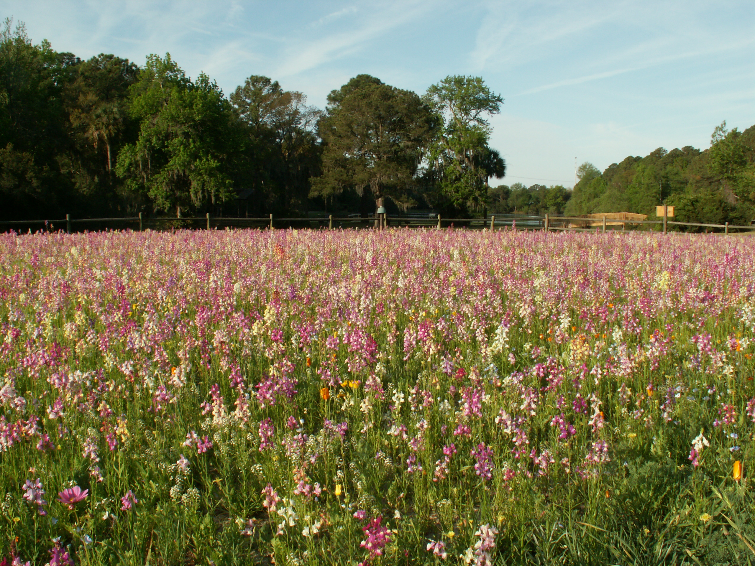 A field filled with a variety of wildflowers, predominantly in shades of pink and white, surrounded by greenery and trees. A clear blue sky with some clouds is visible above, providing a peaceful natural setting.